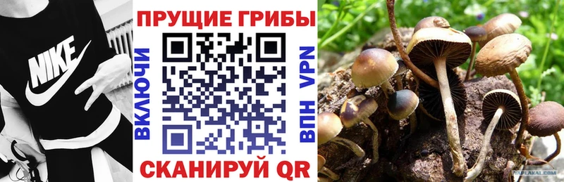 где продают наркотики  Серпухов  сайты даркнета телеграм  Галлюциногенные грибы прущие грибы 